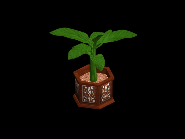 banana plant in moroccan pot