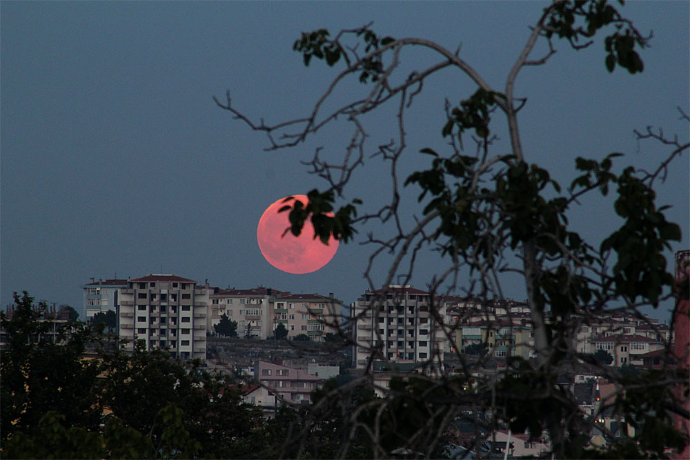 Rose moon rising...