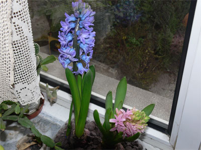 hyacinthus