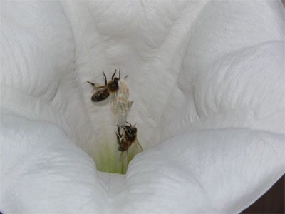 bees feeding on datura flower