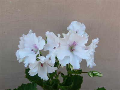 geranium (white)