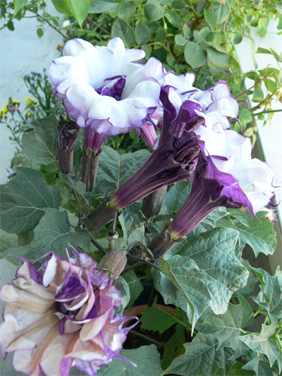 violet double datura