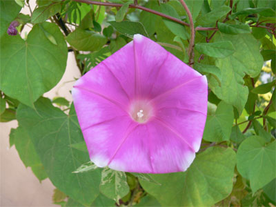 japanese giant pink ipomea