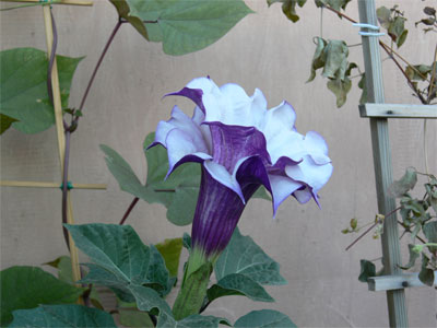 violet double datura