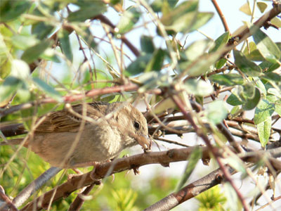 female sparrow