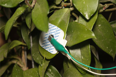 Leaf electrode